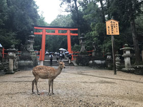 雨中游奈良